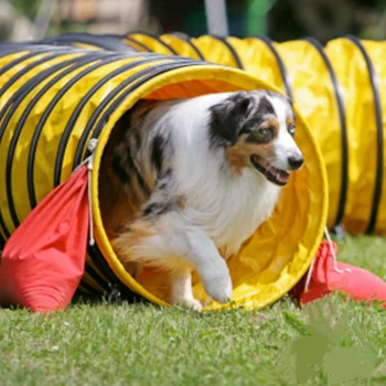 Домашняя собака международного уровня Fci, Сверхтолстый туннельный шаттл, Влагостойкая игрушка для соревнований по ловкости