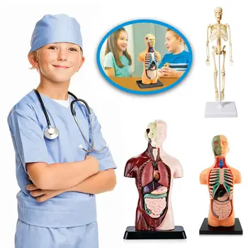 3D Анатомия Человека, Учебные Пособия Для Органов, Модель Туловища, Имитация Человеческого Тела, Набор Моделей Для Раннего Обучения Детей, Развивающие Игрушки